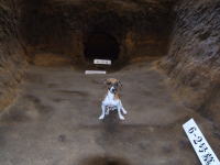 ����̓������ԋ߂Ɍ�����B�Ñ㌢�ƕ�������B