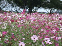 ���s���̓R�X���X�E�؂̉ԁE���ł��L�����B